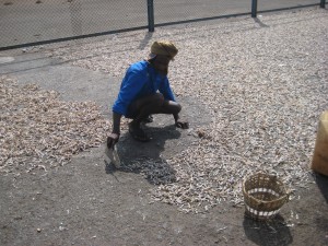 A pic of dry prawns on road to harbour beach